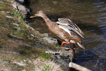 Stockente beim Überwinden eines Hindernisses	