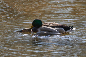 Kopulation bei den Stockenten