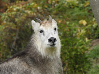 Fototapeta premium 二ホンカモシカ