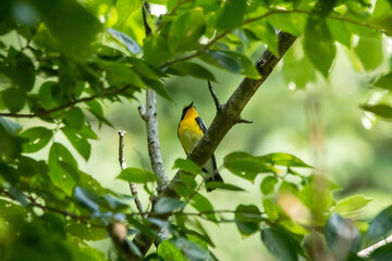 秋の渡り途中のキビタキの♂
好物のミズキの実を狙って待機中！