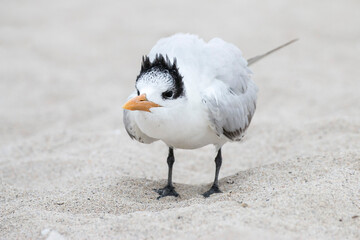 royal tern