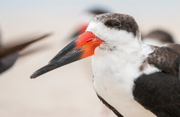 black skimmer