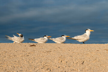 royal tern on the beach