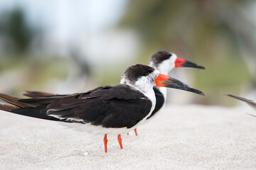 black skimmer on Miami beach