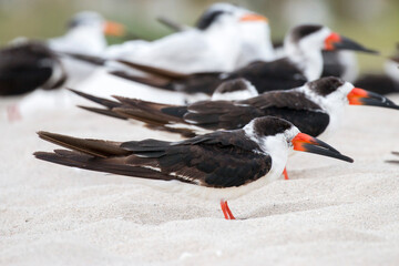 flock of black skimmer