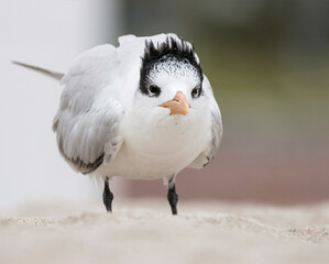 royal tern courting 