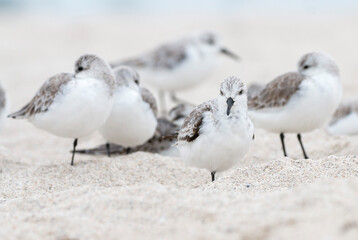 sanderling, Miami South Beach