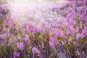 Close up of colorful blossoming of heather growing