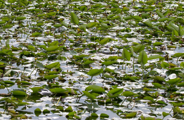 water lily in large numbers, Everglades