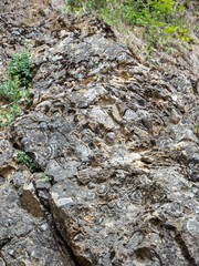 petrified fossils represent more 35 species of mollusk known as Snail hill in Nemesi village, in Romania	
