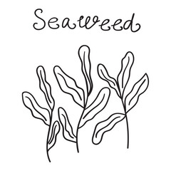 Seaweed. Outline vector illustration on white background.