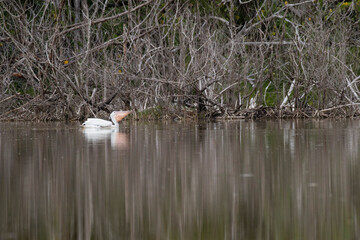 white pelican,