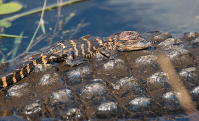 baby alligator