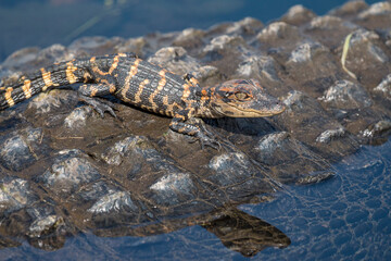 baby alligator