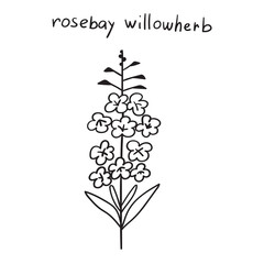 Obraz premium Rosebay Willowherb. Hand drawn vector outline icon.