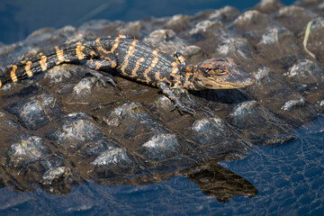 baby alligator basks on its mother back