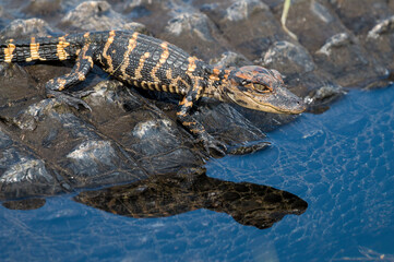 baby alligator entering the water