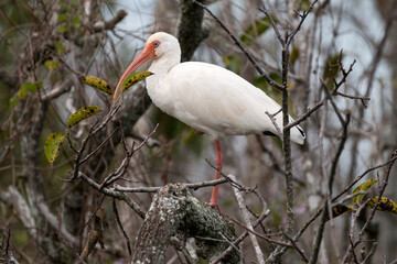American white ibis, Everglades