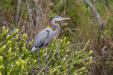 great blue heron, Everglades