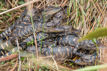 pod of baby alligators