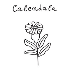 Calendula. Hand drawn outline icon on white background.