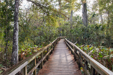 boardwalk in the forest