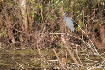 Little blue heron over the swamp