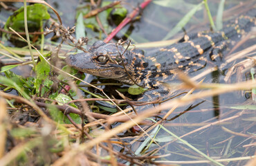 baby alligator in the swamp