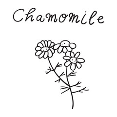 Chamomile. Outline hand drawn icon. Vector hand drawn illustration on white background.