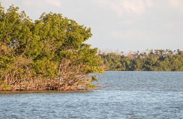 Mangrove forest in the everglades