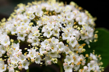Macro flowers of Viburnum rhytidophyllum, leatherleaf viburnum, An inflorescence of small beautiful white flowers on a branch. selective focus. Spring flower background