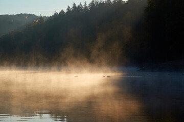 3 ducks swimming in a calm lake with mist backlit by the morning sun