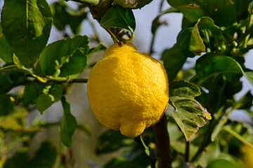Lemon // Zitrone  (Citrus limon) - Greece // Griechenland