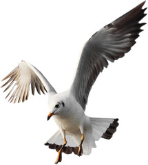 Seagull.