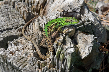 Ionian Wall Lizard // Ionische Eidechse (Podarcis ionicus) - Strofilia, Peloponnese, Greece