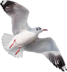 Obraz premium seagull