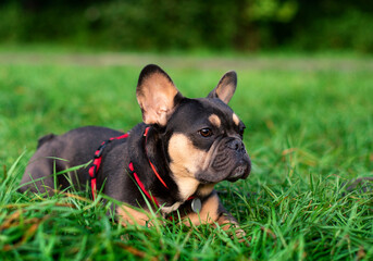 Fototapeta premium The dog of the French bulldog breed lies on the green grass against the background of blurred trees. The dog has a red collar with a leash around its neck. He looks away. The photo is blurred