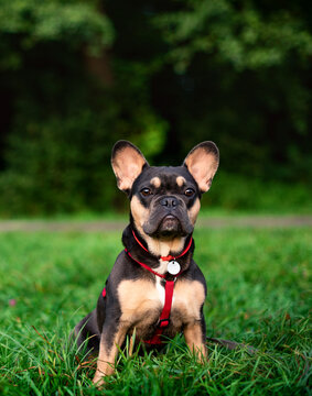 The dog of the French bulldog breed sits on green grass against a background of blurred trees. The dog has a red collar with a leash around its neck. The photo is blurred