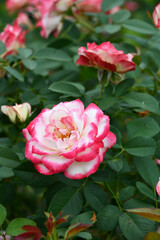 バラ「ジュビレ・デュ・プリンス・ドゥ・モナコ」