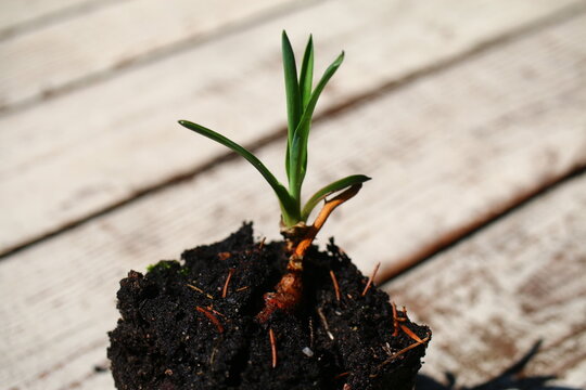 yucca jukka juka ogrodowa