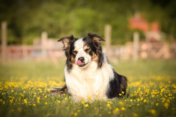 Dog is lying in the grass in the flowers. She is so happy dog on trip.