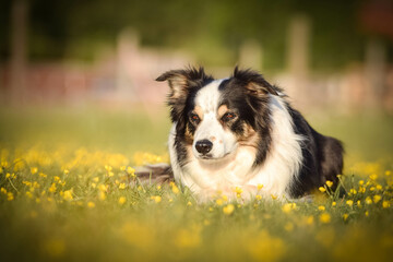 Dog is lying in the grass in the flowers. She is so happy dog on trip.