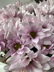 pink chrysanthemum flower