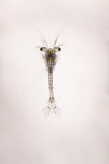 Shrimp, Zoea stage and Mysis stage of Vannamei shrimp in light microscope, Shrimp larvae under a microscope, White shrimp, Nauplius, zoea, Larvae. Background.