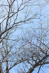 tree branches with fresh leaves, spring weather