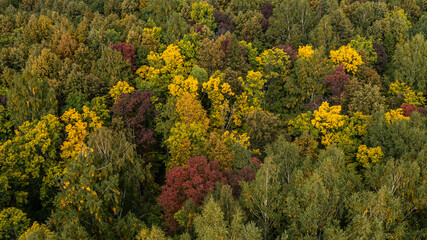 autumn forest from a height