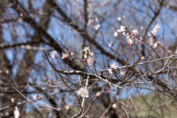 Blooming apricot in spring, bright spring weather