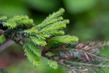 Spruce branches in spring close-up. Natural coniferous green background