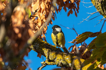 Great Tit perched on a tree branch