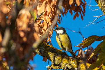 Great Tit perched on a tree branch